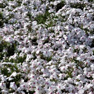 Phlox subulata 'Amazing Grace' ---